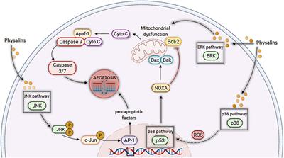 Therapeutic Applications of Physalins: Powerful Natural Weapons